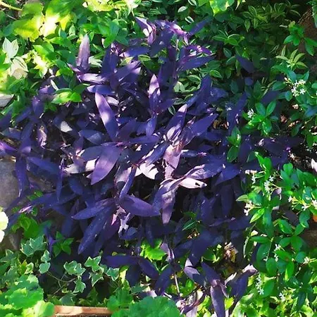 Olive Lemon Biophilic House & Lush Forest Garden Hébergement de vacances