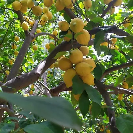 Olive Lemon Biophilic House & Lush Forest Garden Vakantiehuis *