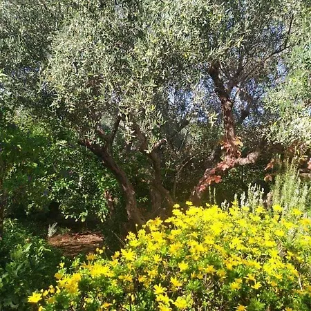 Olive Lemon Biophilic House & Lush Forest Garden *