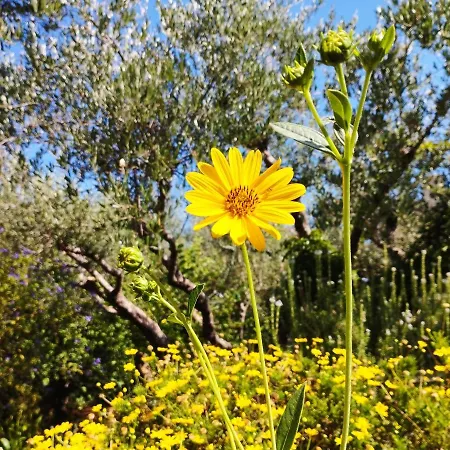 Hébergement de vacances Olive Lemon Biophilic House & Lush Forest Garden