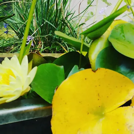 Olive Lemon Biophilic House & Lush Forest Garden Vakantiehuis