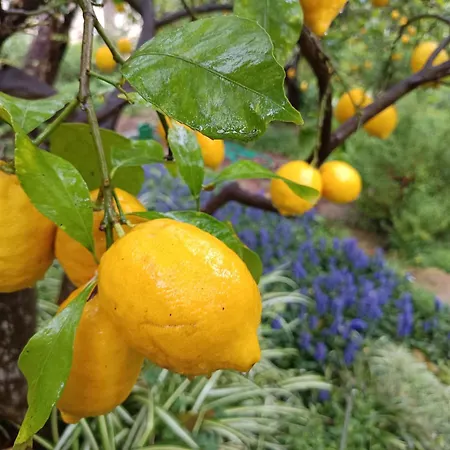 Vakantiehuis Olive Lemon Biophilic House & Lush Forest Garden *