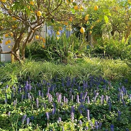 Olive Lemon Biophilic House & Lush Forest Garden * Vamos